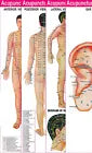 Acupuncture Points (3 Body + 1 Ear) Charts (Set of 4) + Free 5 Sujok Rings